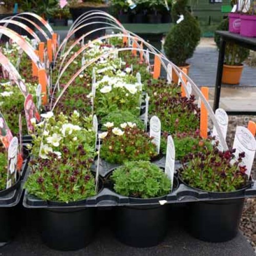 6 Pack Alpine Plants Starter Collection | ScotPlants Direct
